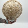 Boho Kagyló Lámpa - Vegyes - 30cm