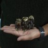 Három Majom Szett / Nem látok-Nem hallok-Nem beszélek