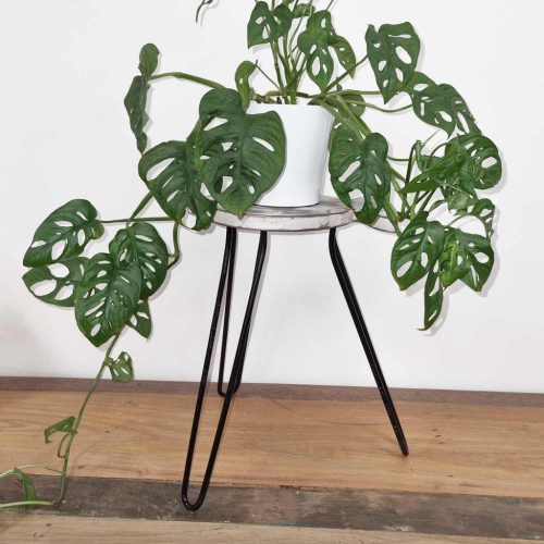 Sámánfa Halacska Virágállvány - Fehér Súrolt