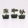 Mini Ásvány Szerencsefa Orgonit Alapon - Zöld Aventurin (15 kő)