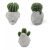 Kaktusz Gyertyák